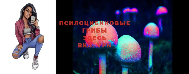 Галлюциногенные грибы Psilocybine cubensis  Курчатов 